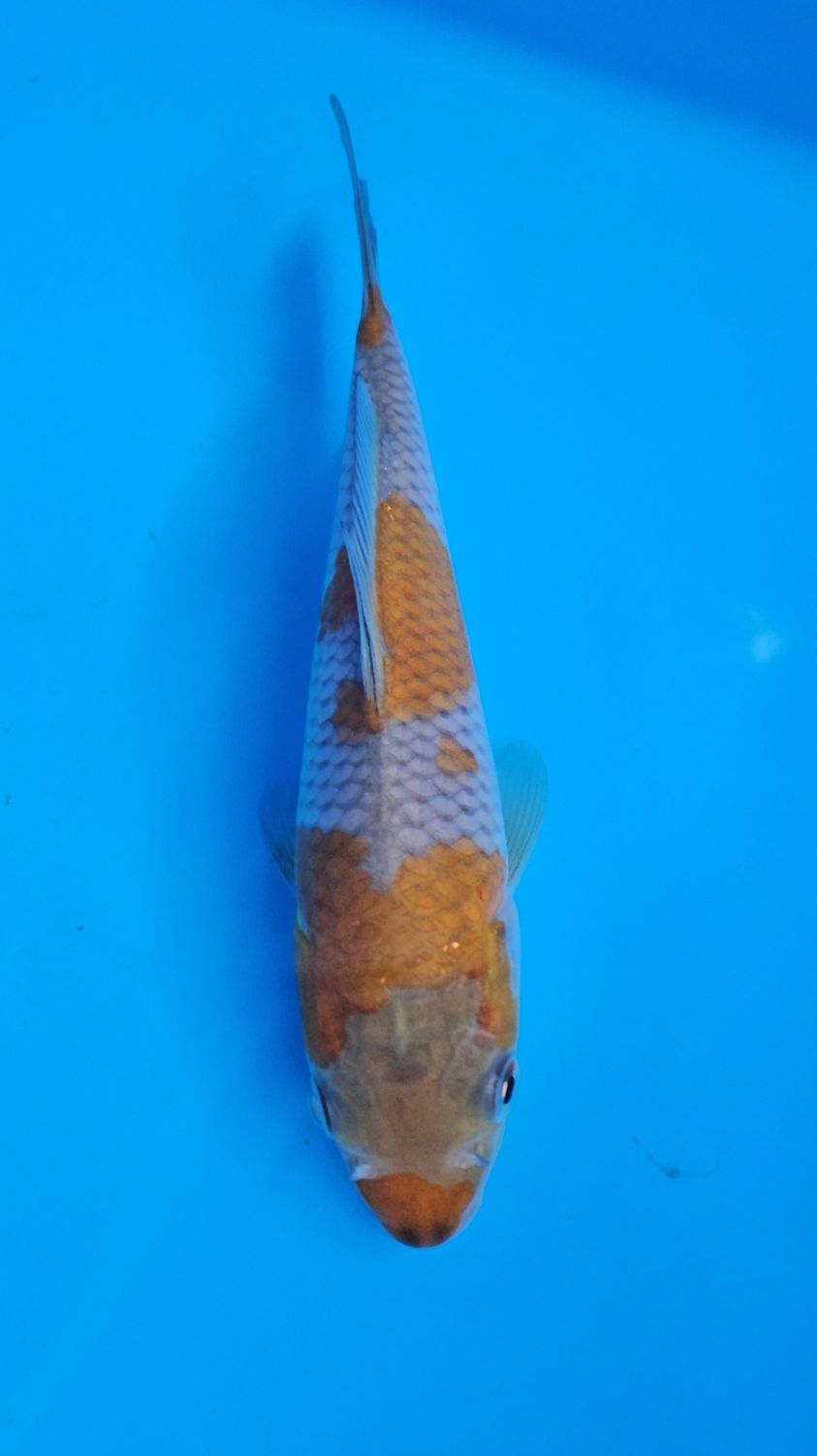20部 B類 變種
