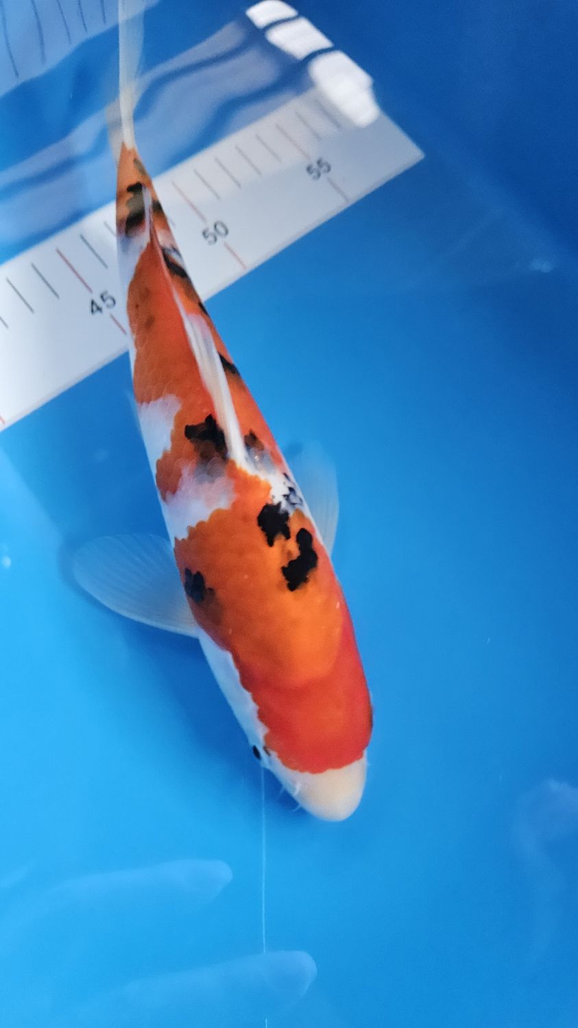 25部 A類 大正