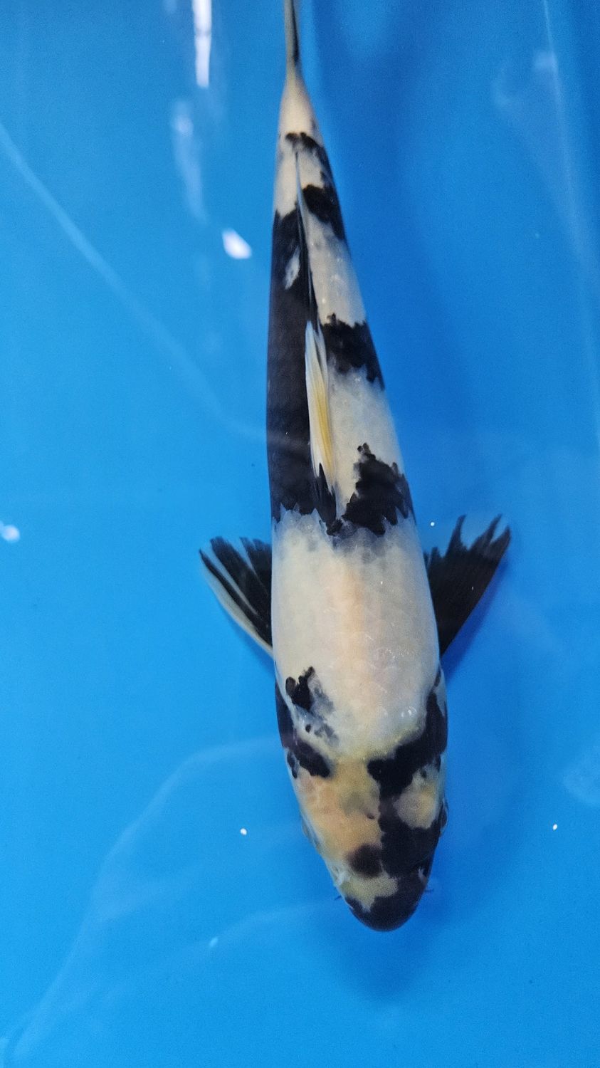 30部 B類 白寫