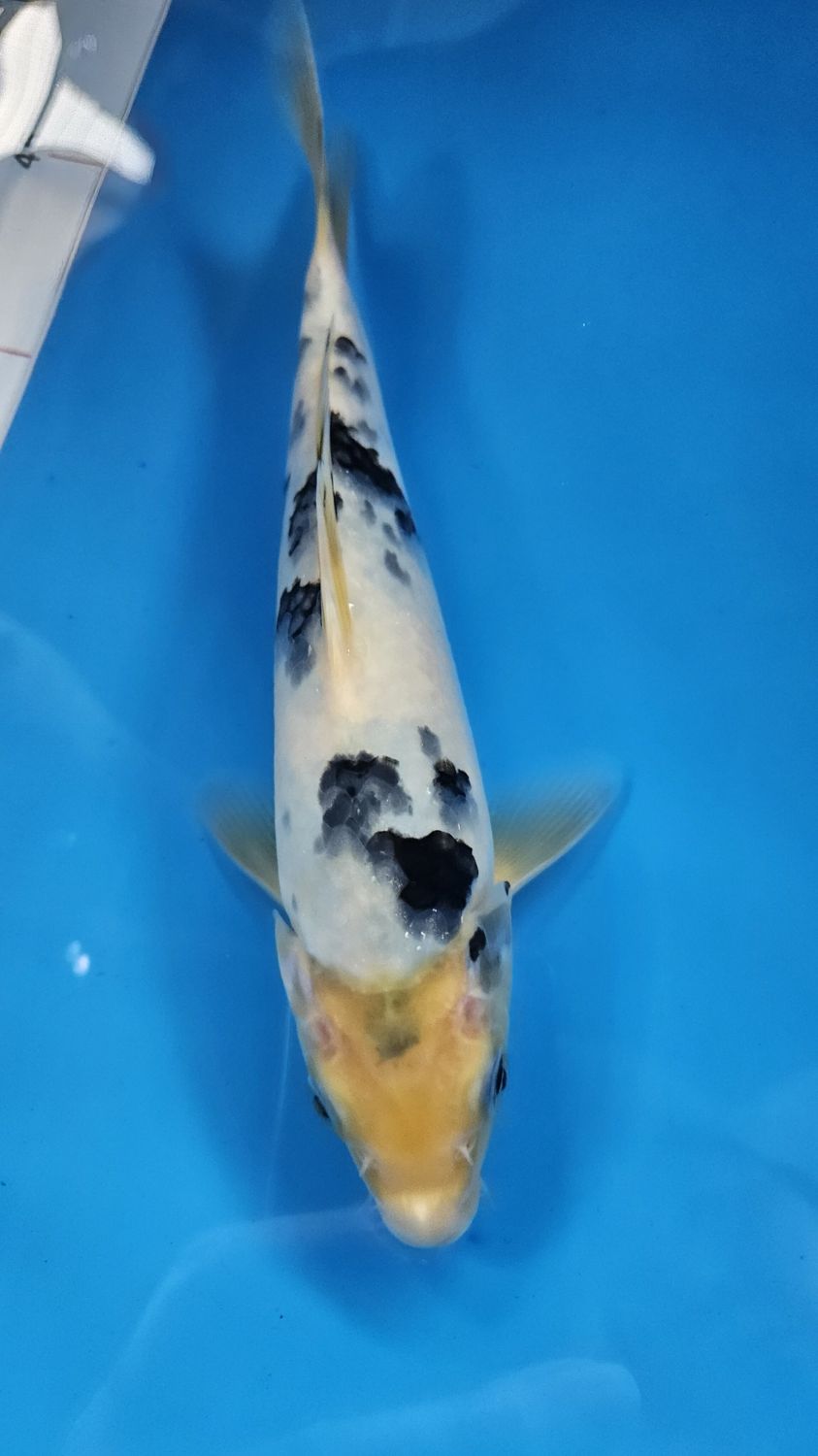 25部 C類 別甲