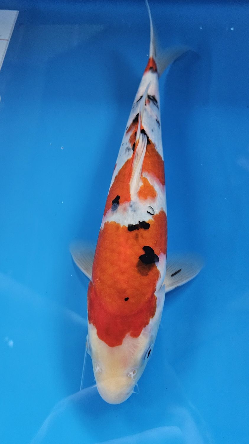 30部 A類 大正
