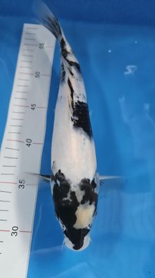 30部 B類 白寫