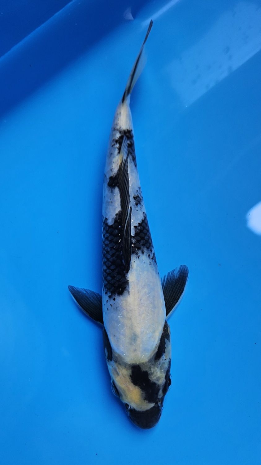 20部 B類 白寫