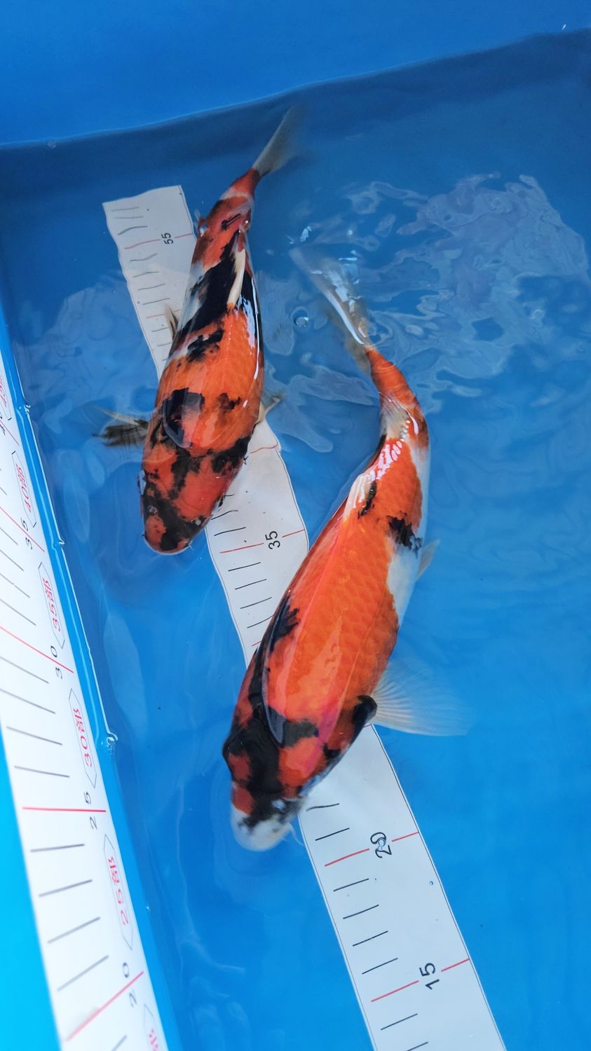 新潟魚場產 (約30cm)