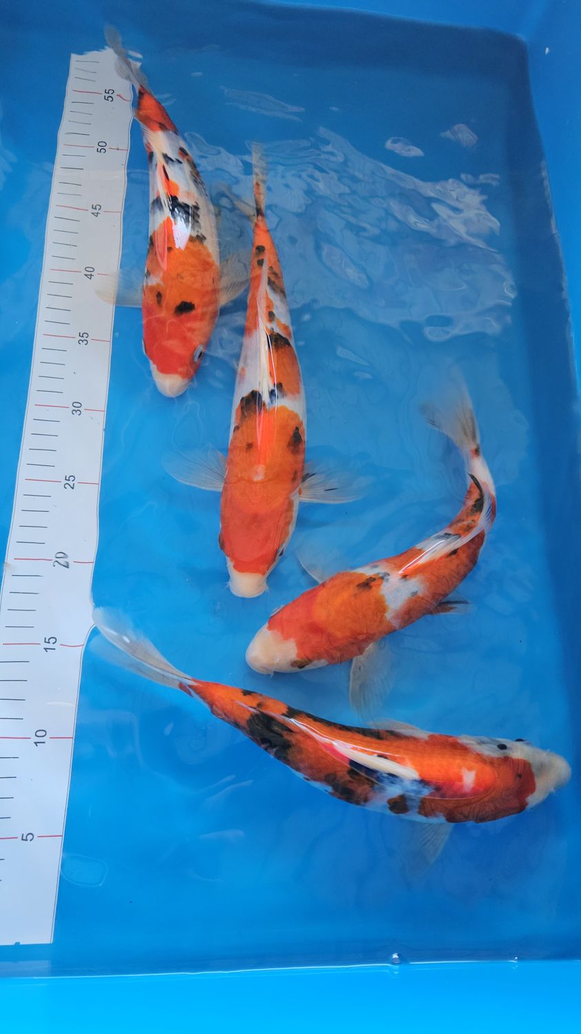 新潟魚場產 (約25-29cm)