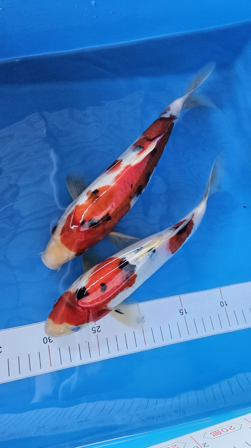新潟魚場產 (約27,32cm)