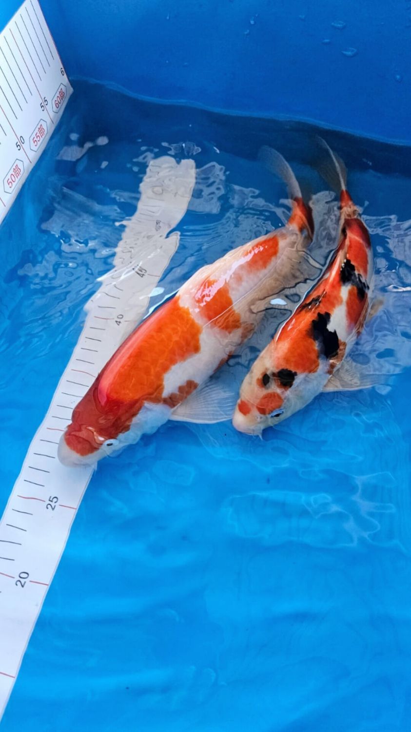 新潟魚場產 (約30,35cm)