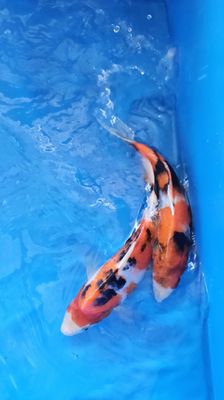 新潟魚場產 (約25cm)