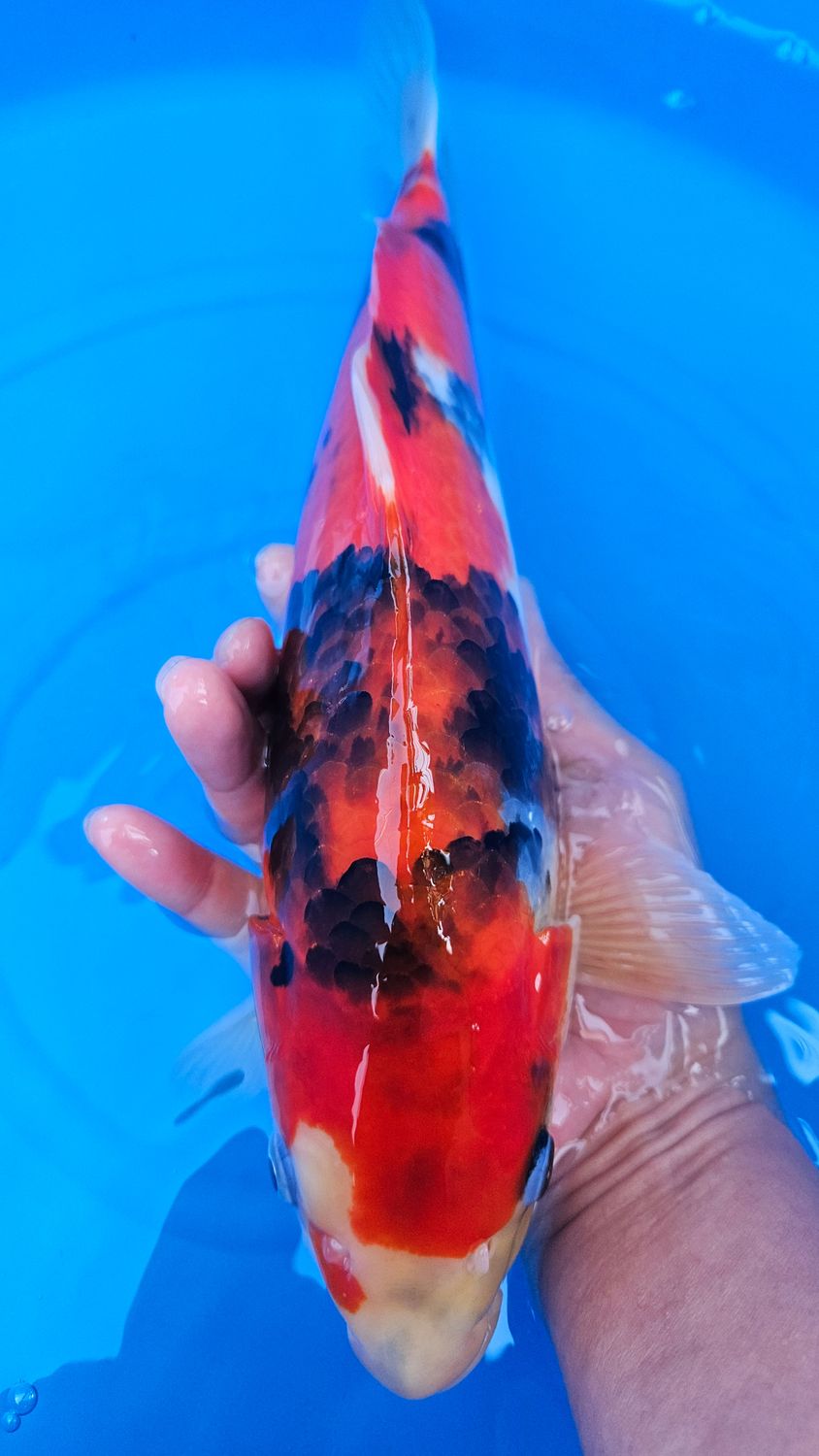 昭和 (約35cm)