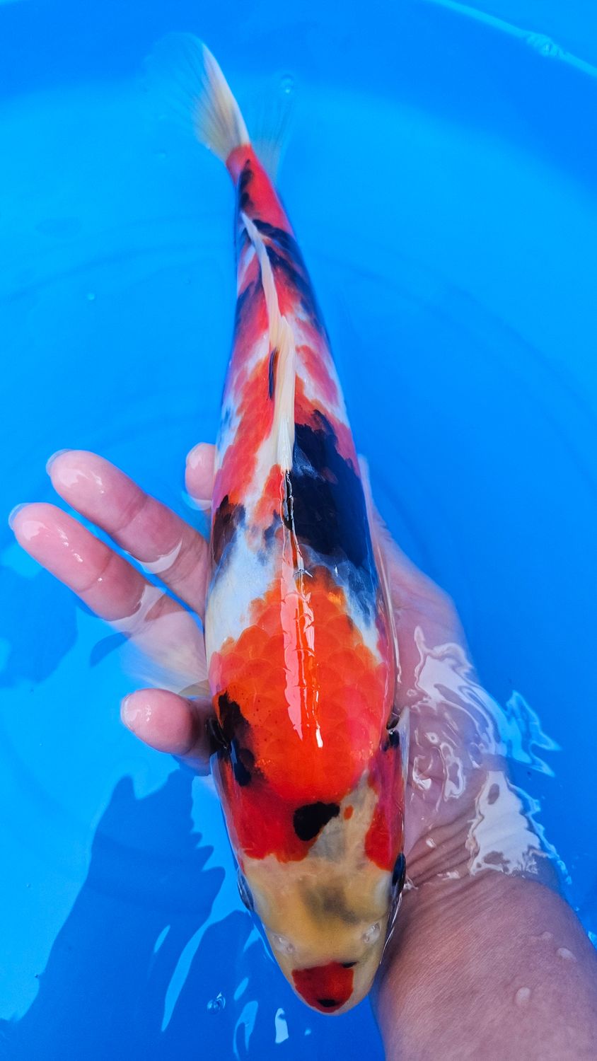 昭和 (約34cm)