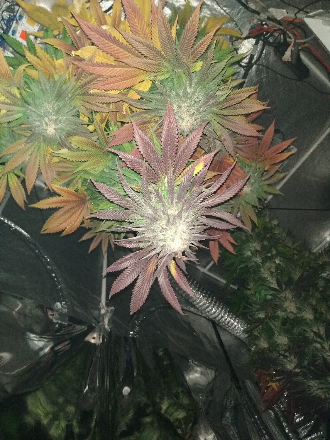 Gruntz Super Autoflower 20 pack