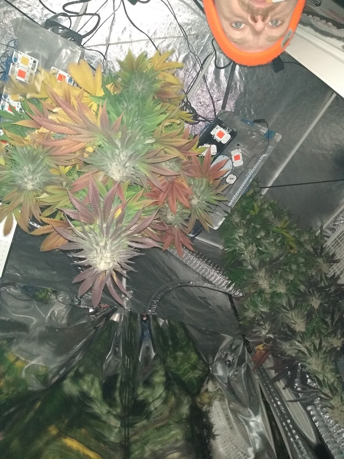 Gruntz Super Autoflower 20 pack