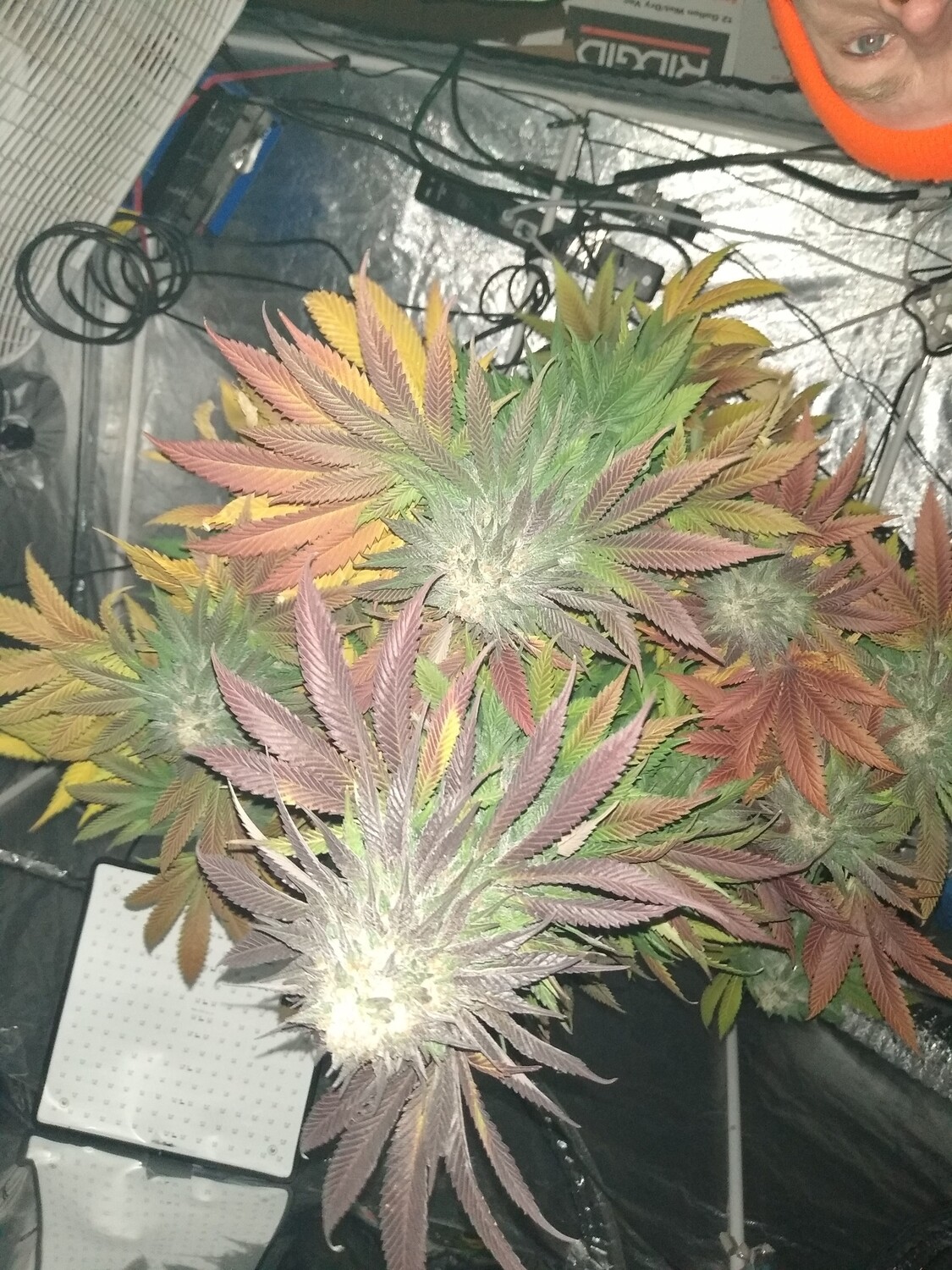 Gruntz Super Autoflower 20 pack