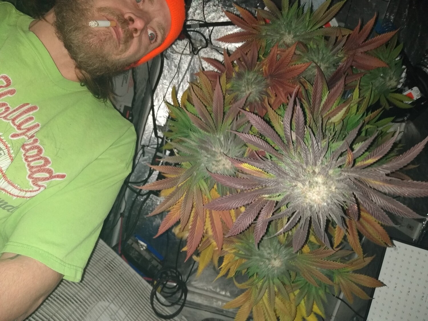 Gruntz Super Autoflower 20 pack