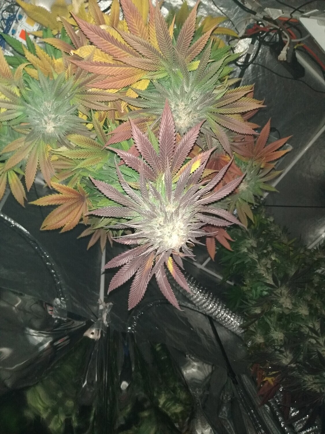 Critical Banger F4 Super Autoflower 10 pack plus 5 free