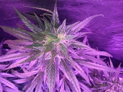 Chaotic Kush F1 Fast 
10 Seeds + 5 Blueberry Autoflower Seeds