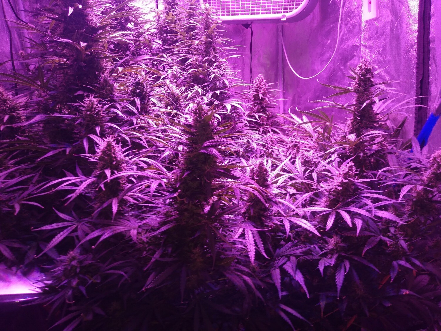 Chaotic Kush F1 Fast 
10 Seeds + 5 Blueberry Autoflower Seeds