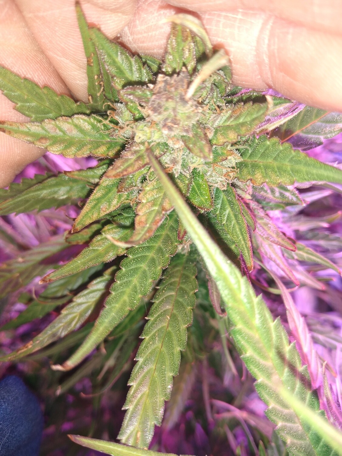 Pinkmangoo x Blueberry  10 Seeds + 5 Free Blueberry Autoflower Seeds