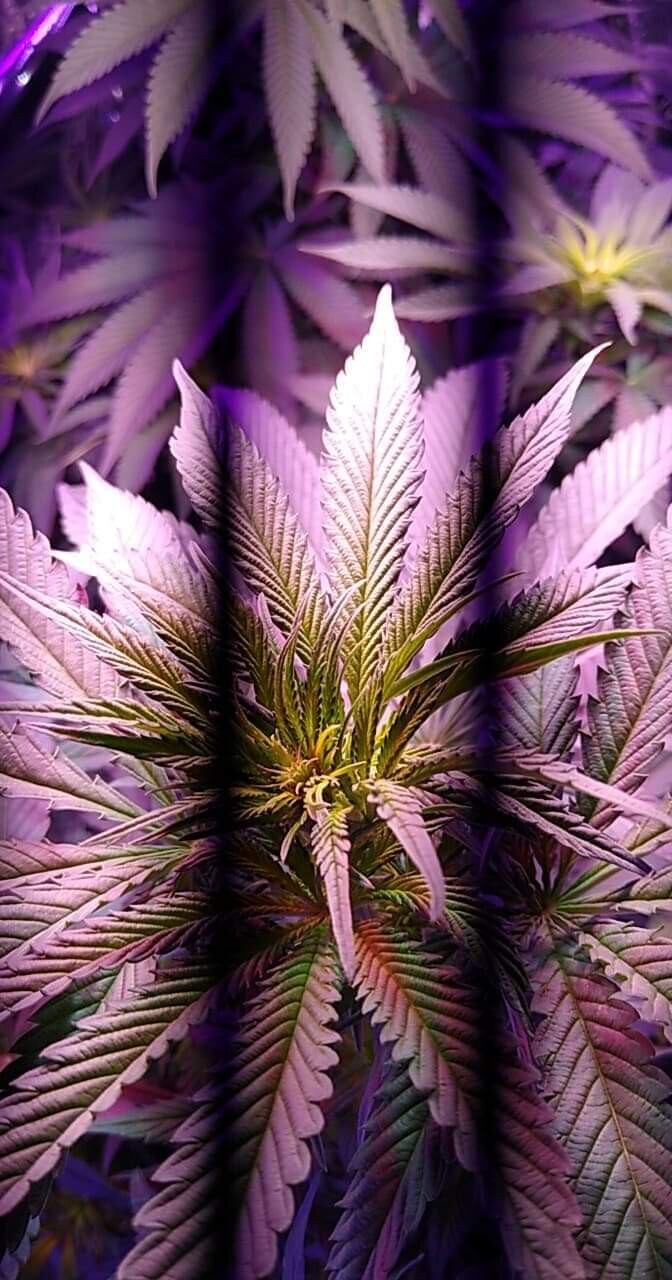 Blueberry x PurplePunch 10 Seeds