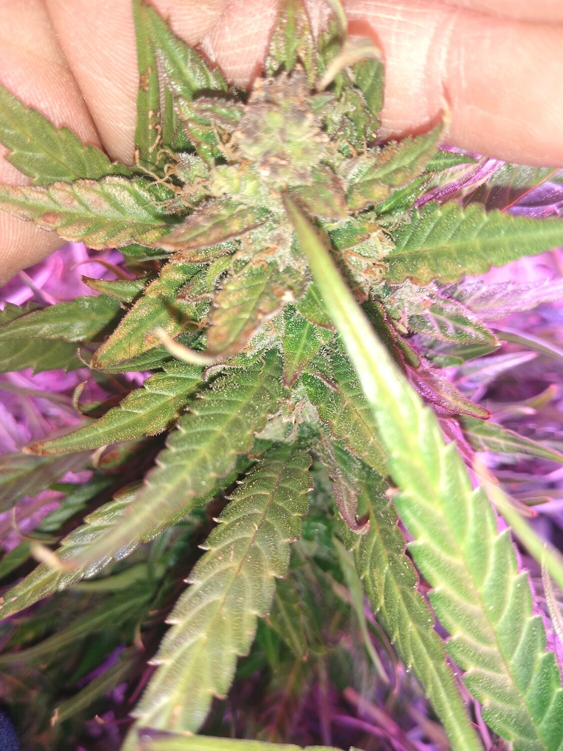 Pinkmangoo x Blueberry  10 Seeds + 5 Free Blueberry Autoflower Seeds