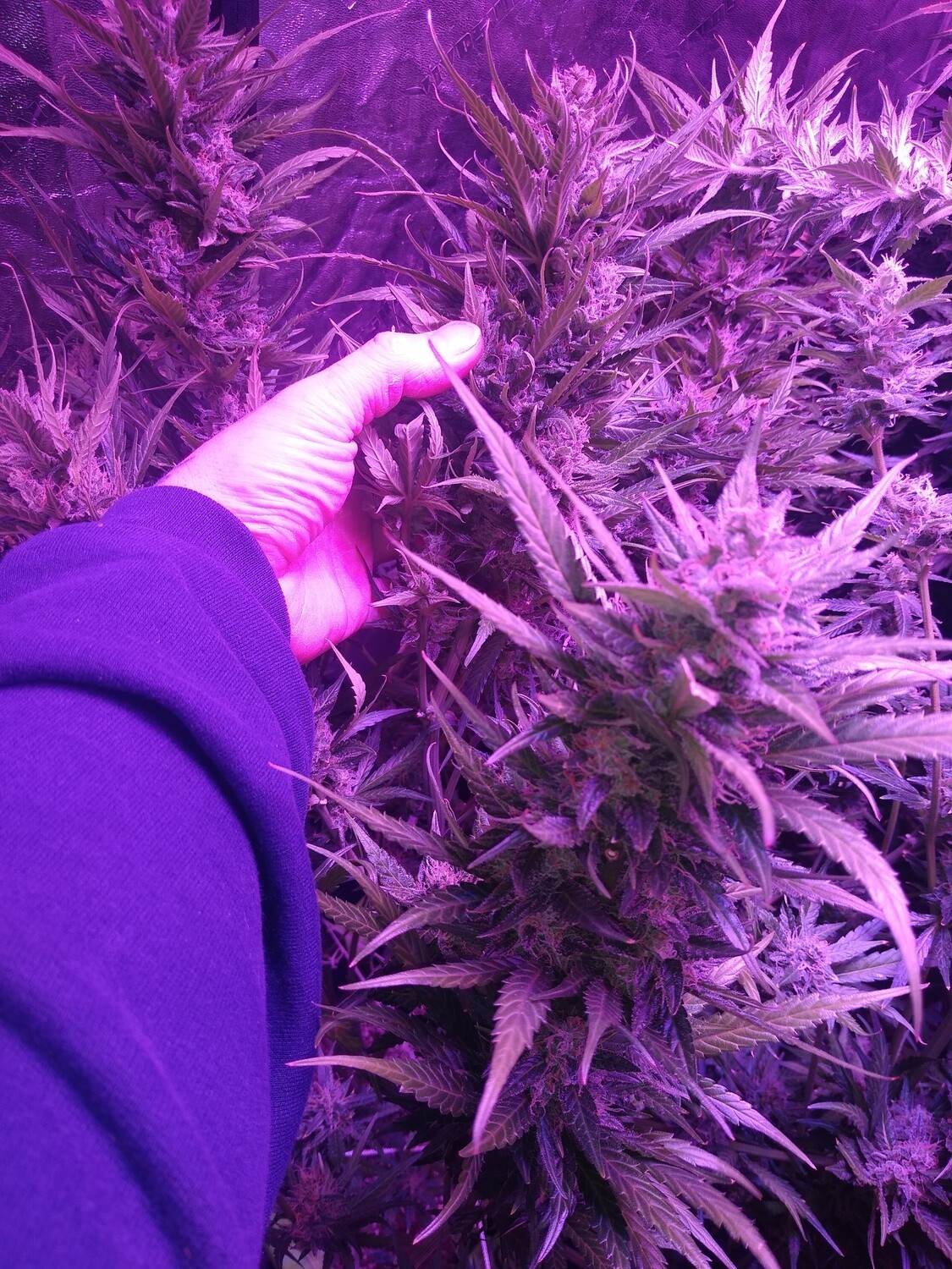 Pinkmangoo x Blueberry  10 Seeds + 5 Free Blueberry Autoflower Seeds