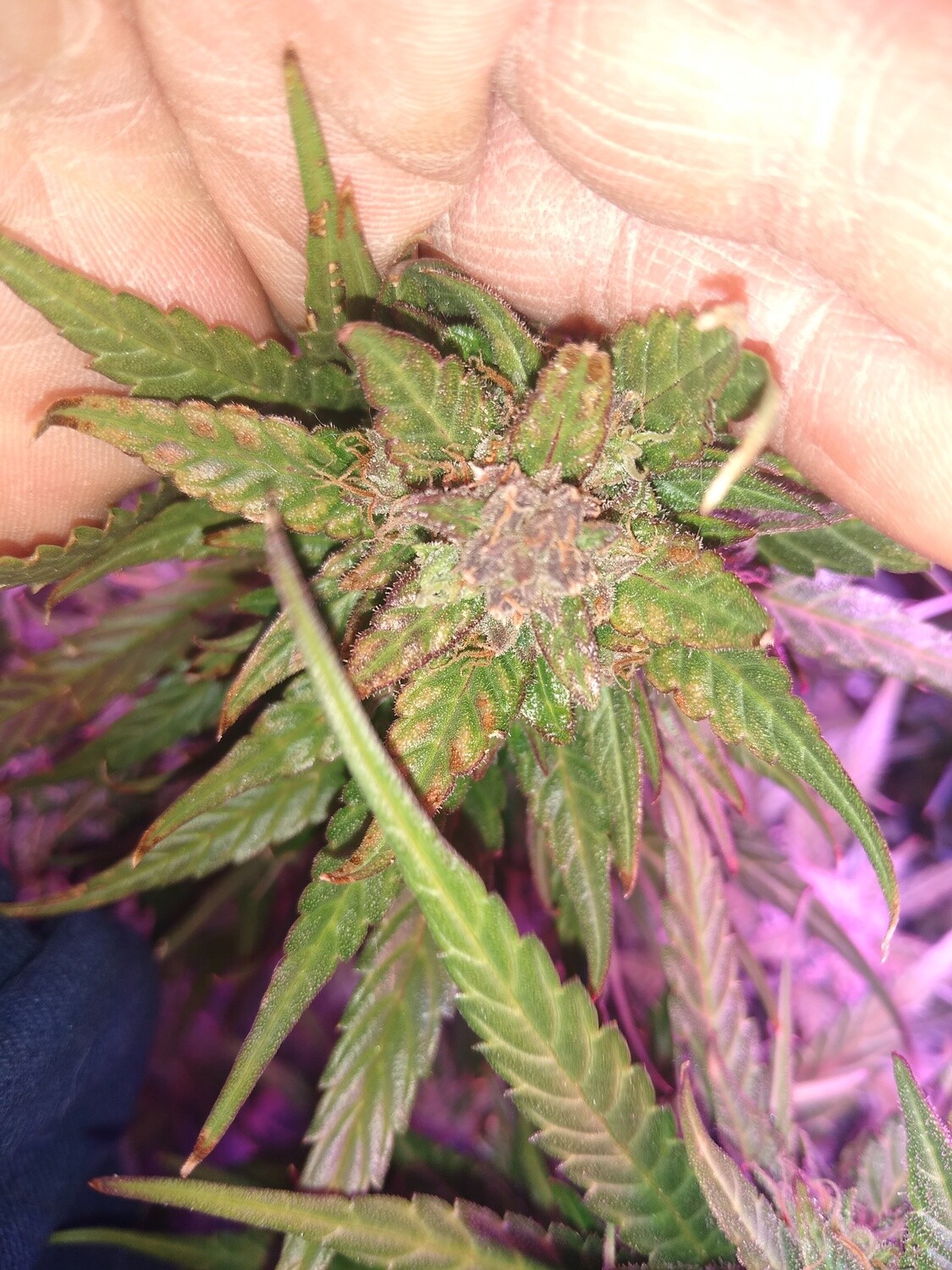 Pinkmangoo x Blueberry  10 Seeds + 5 Free Blueberry Autoflower Seeds