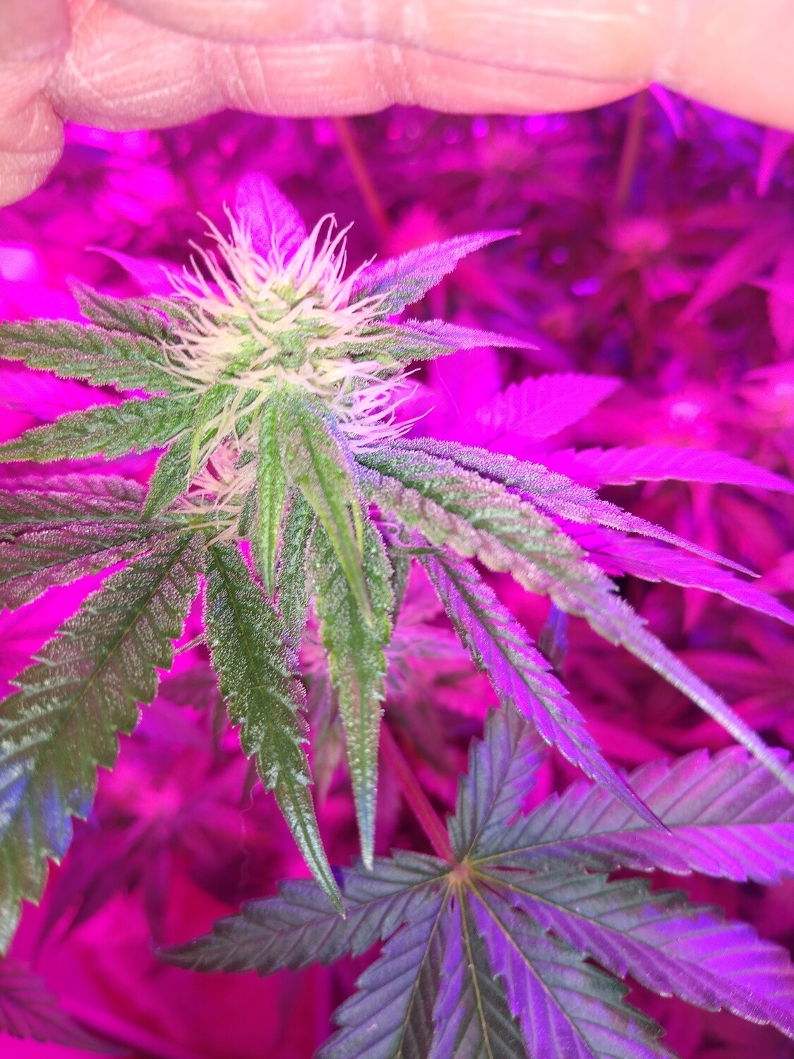 Blueberry x PurplePunch 10 Seeds