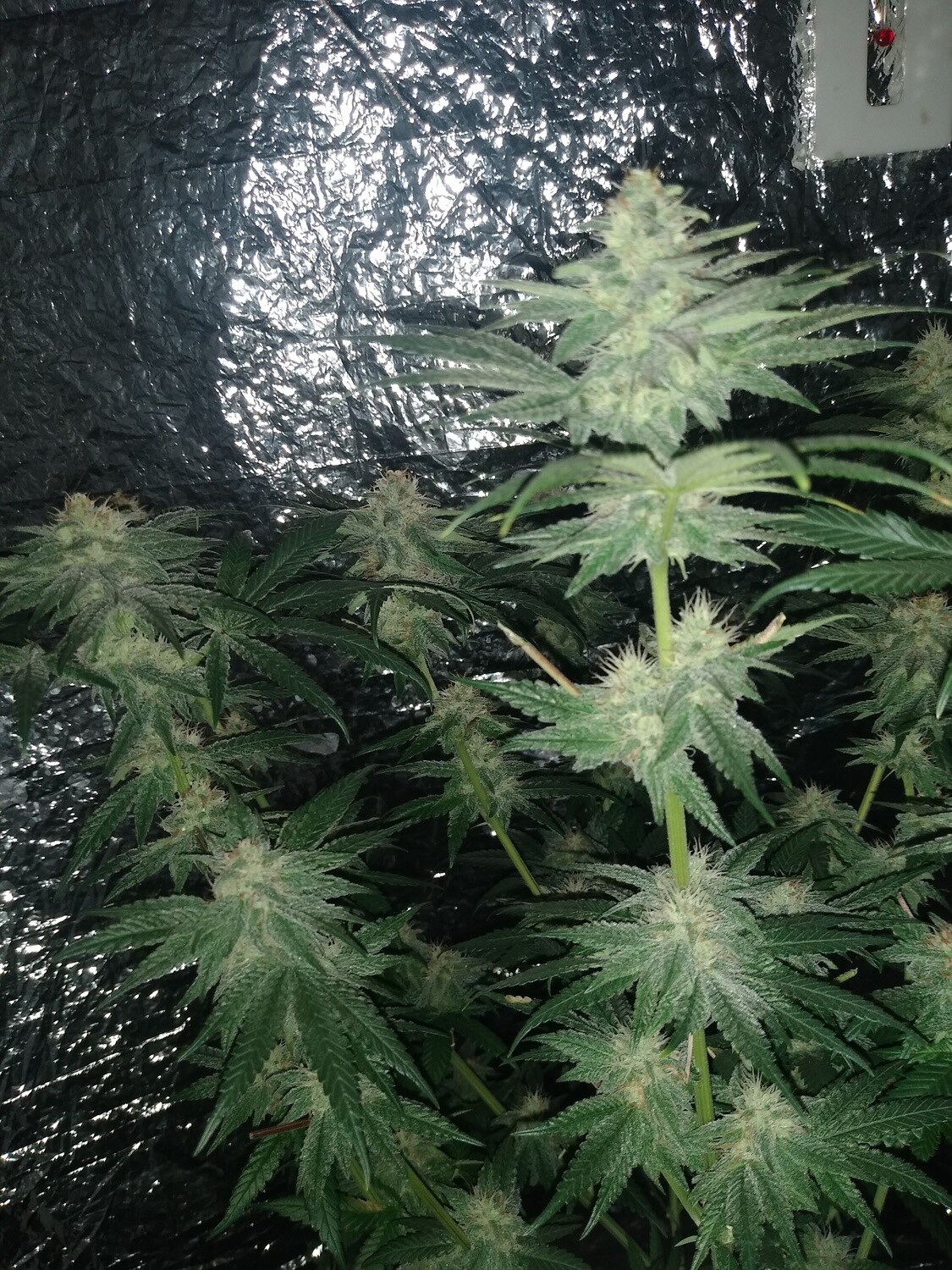 Cereal Milk x Pinkmangoo 10 Seeds