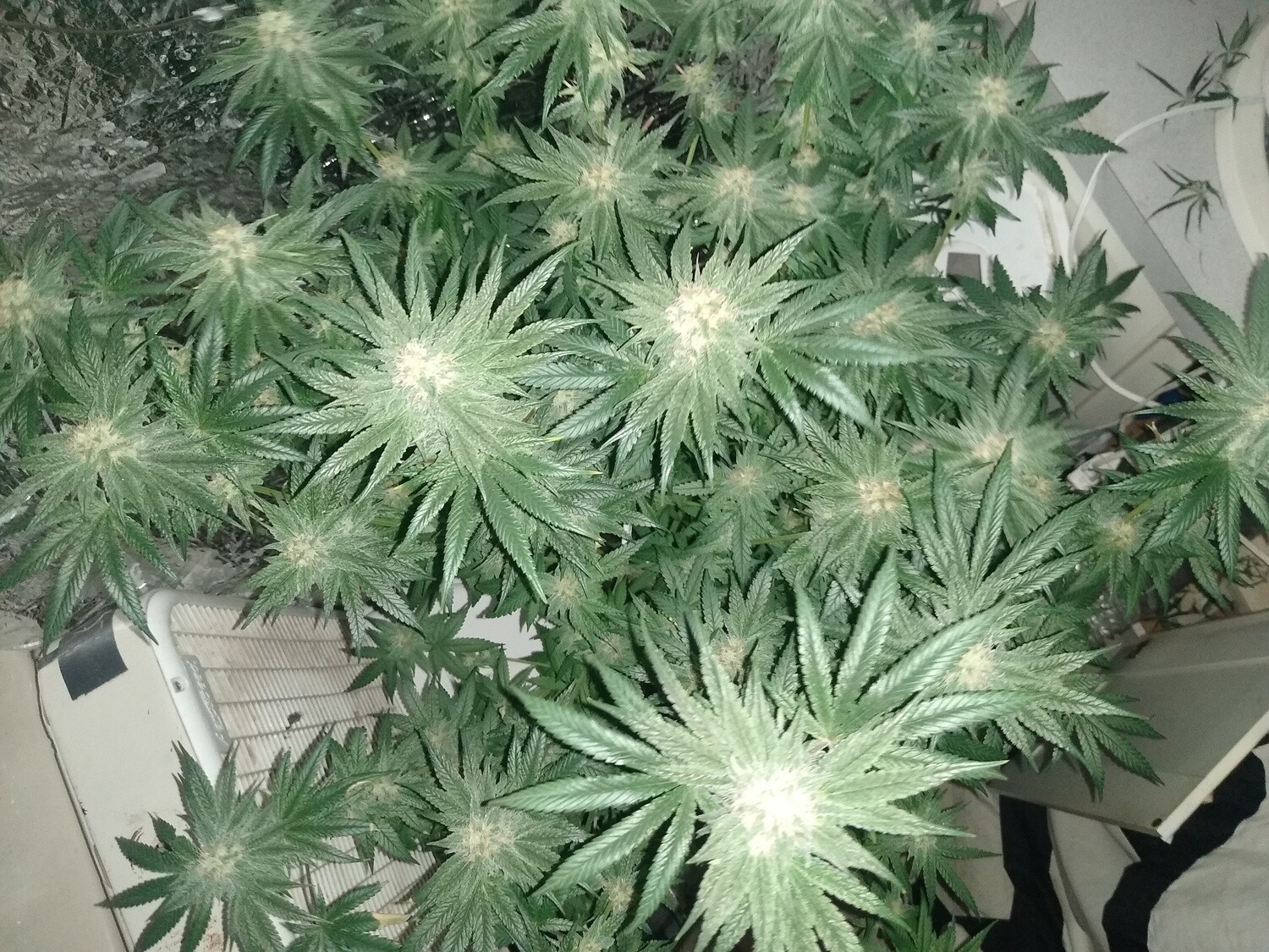Cereal Milk x Pinkmangoo 10 Seeds