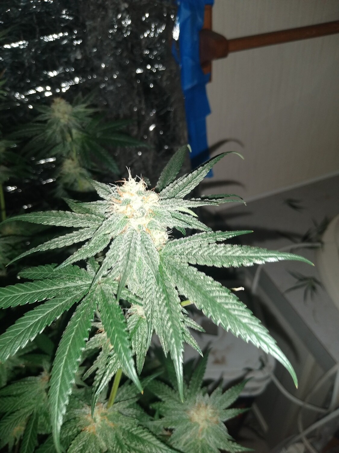 Cereal Milk x Pinkmangoo 10 Seeds
