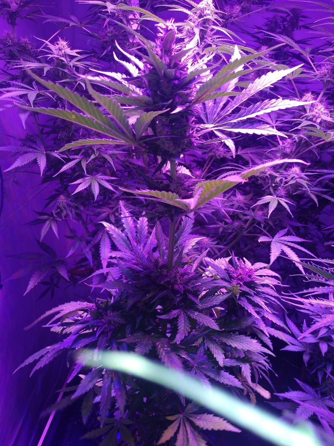 Critical Banger x Gruntz f1 Autoflower 10 Pack