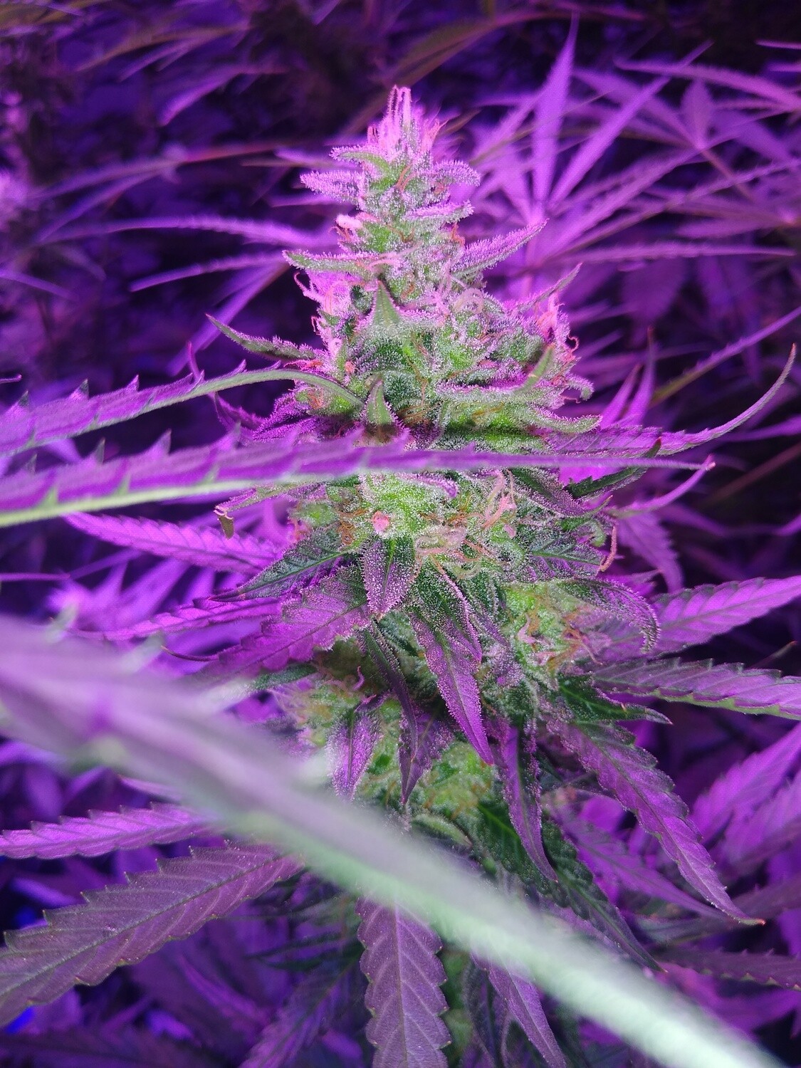 ChaoticGeneticz Seed Breeder Bundle Collection 60 seeds &quot;All Strains On Site&quot;