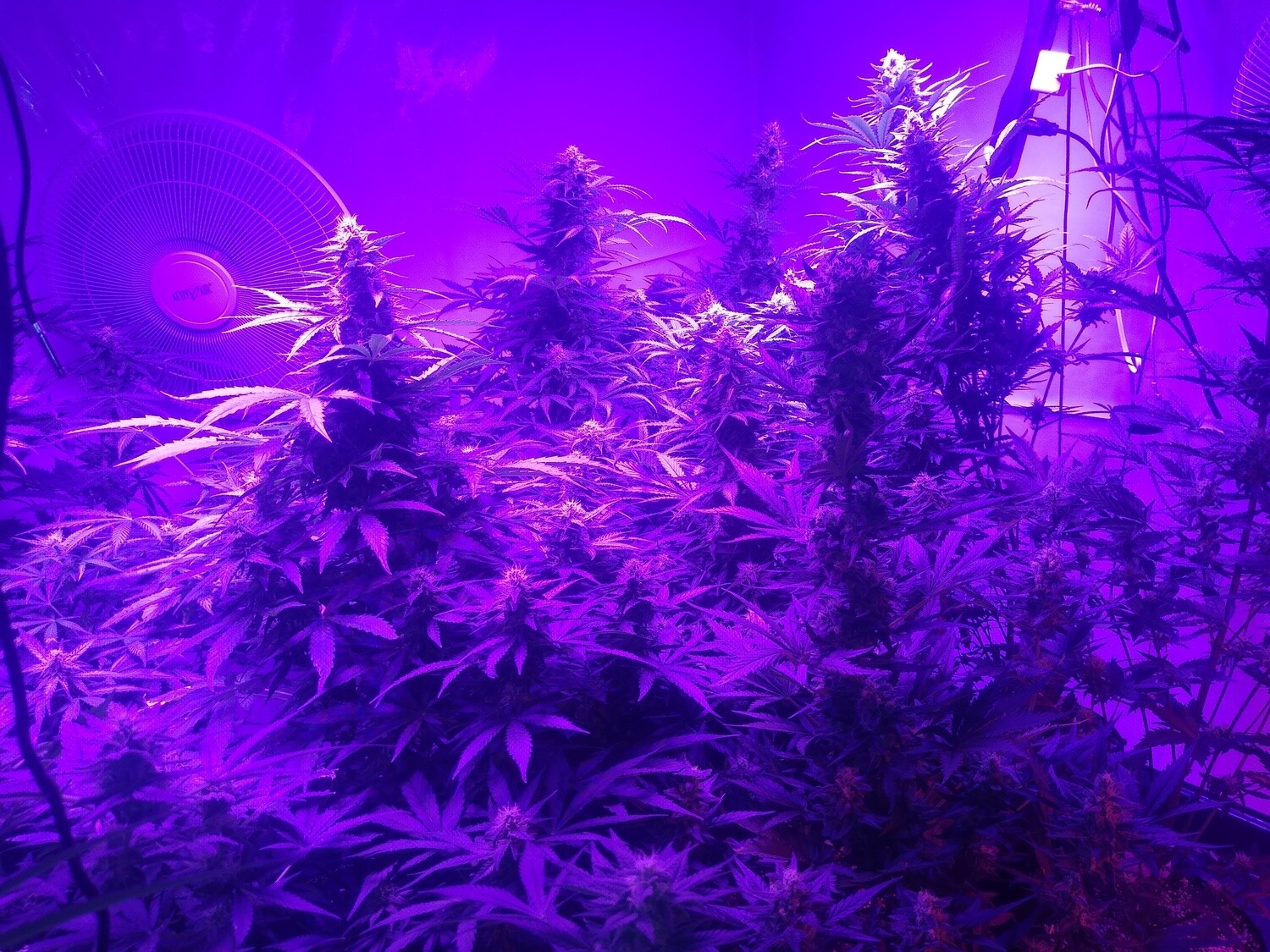 ChaoticGeneticz Seed Breeder Bundle Collection 60 seeds &quot;All Strains On Site&quot;