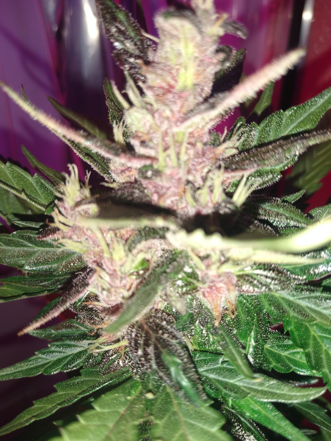 Critical Banger x Gruntz f1 Autoflower 10 Pack
