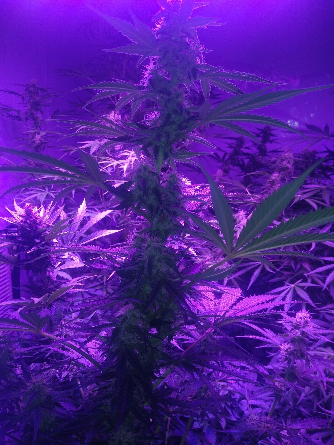 ChaoticGeneticz Seed Breeder Bundle Collection 60 seeds &quot;All Strains On Site&quot;