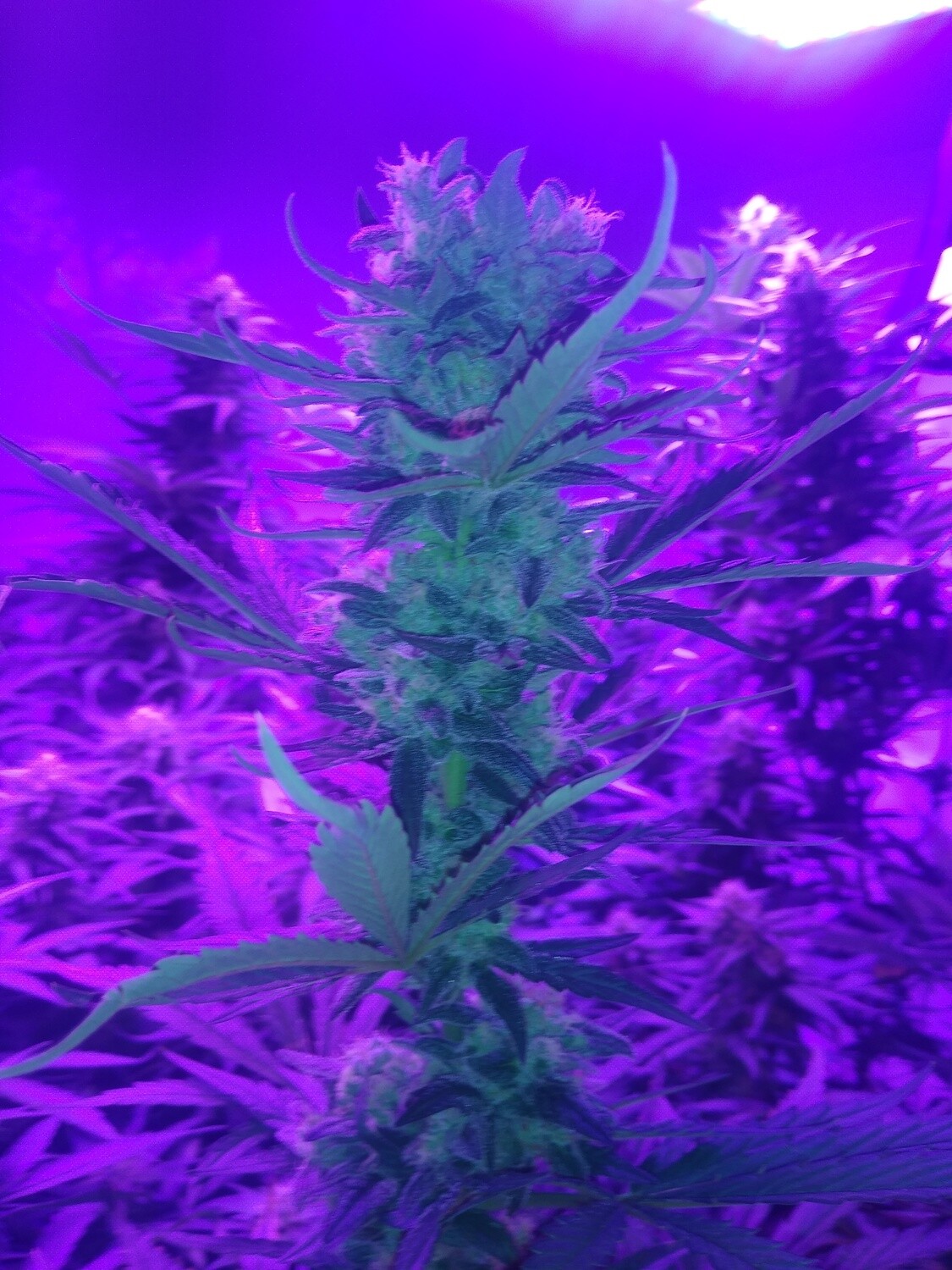 ChaoticGeneticz Seed Breeder Bundle Collection 60 seeds &quot;All Strains On Site&quot;