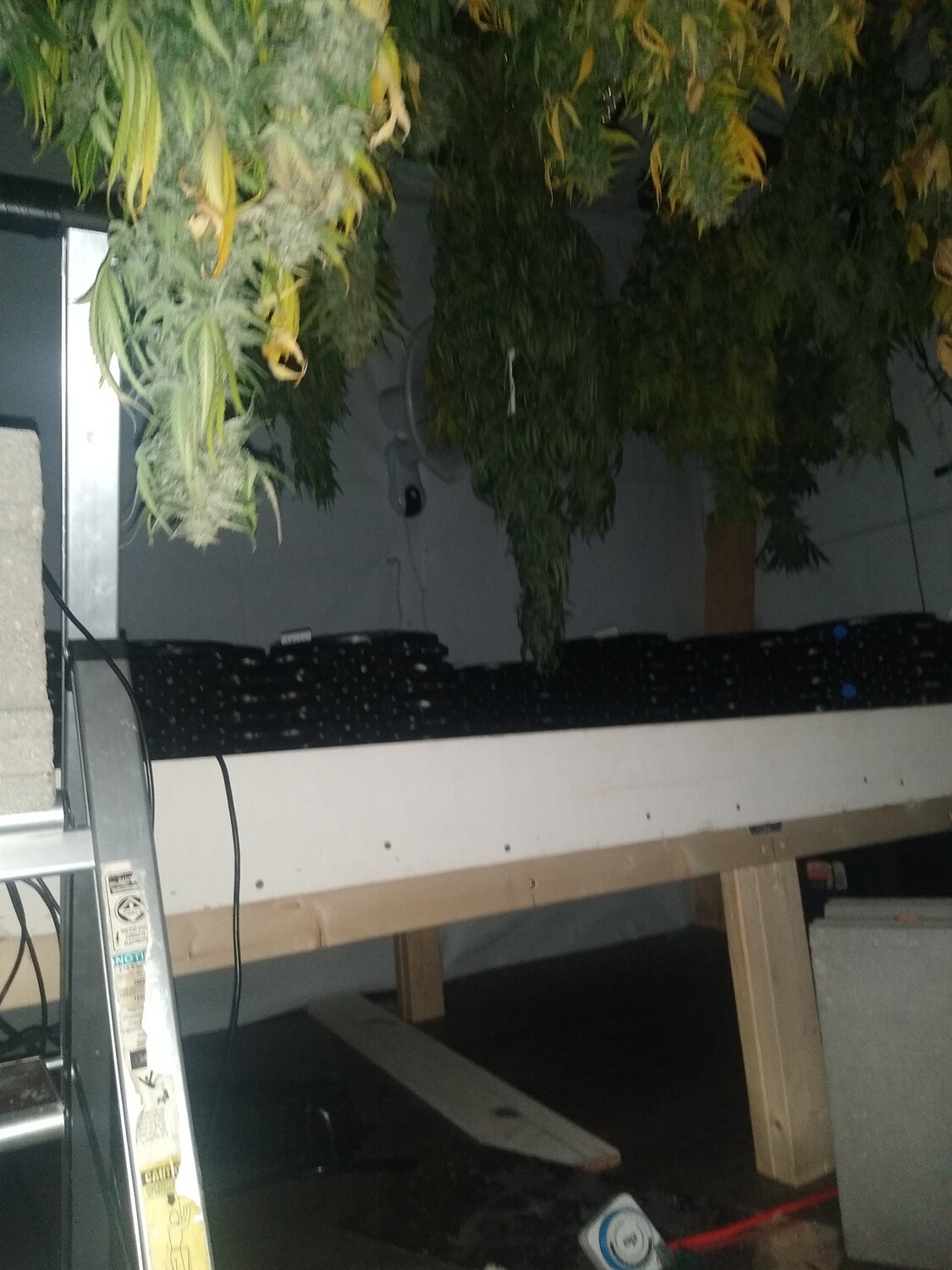 ChaoticGeneticz Seed Breeder Bundle Collection 60 seeds &quot;All Strains On Site&quot;