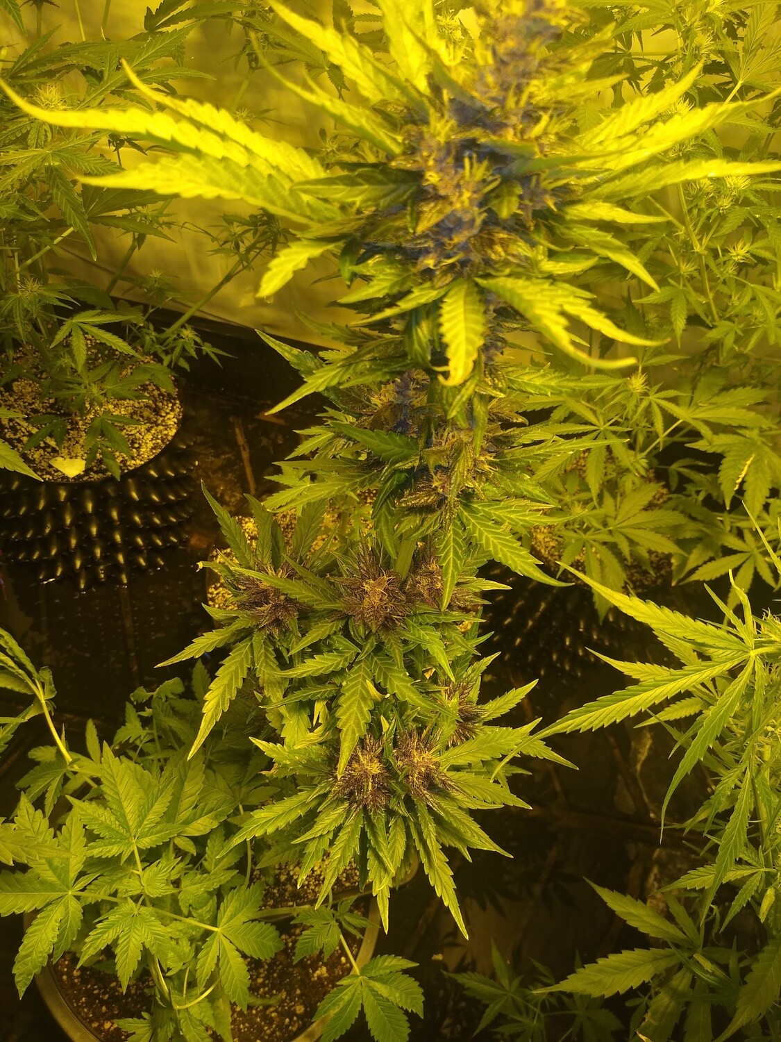 ChaoticGeneticz Seed Breeder Bundle Collection 60 seeds &quot;All Strains On Site&quot;
