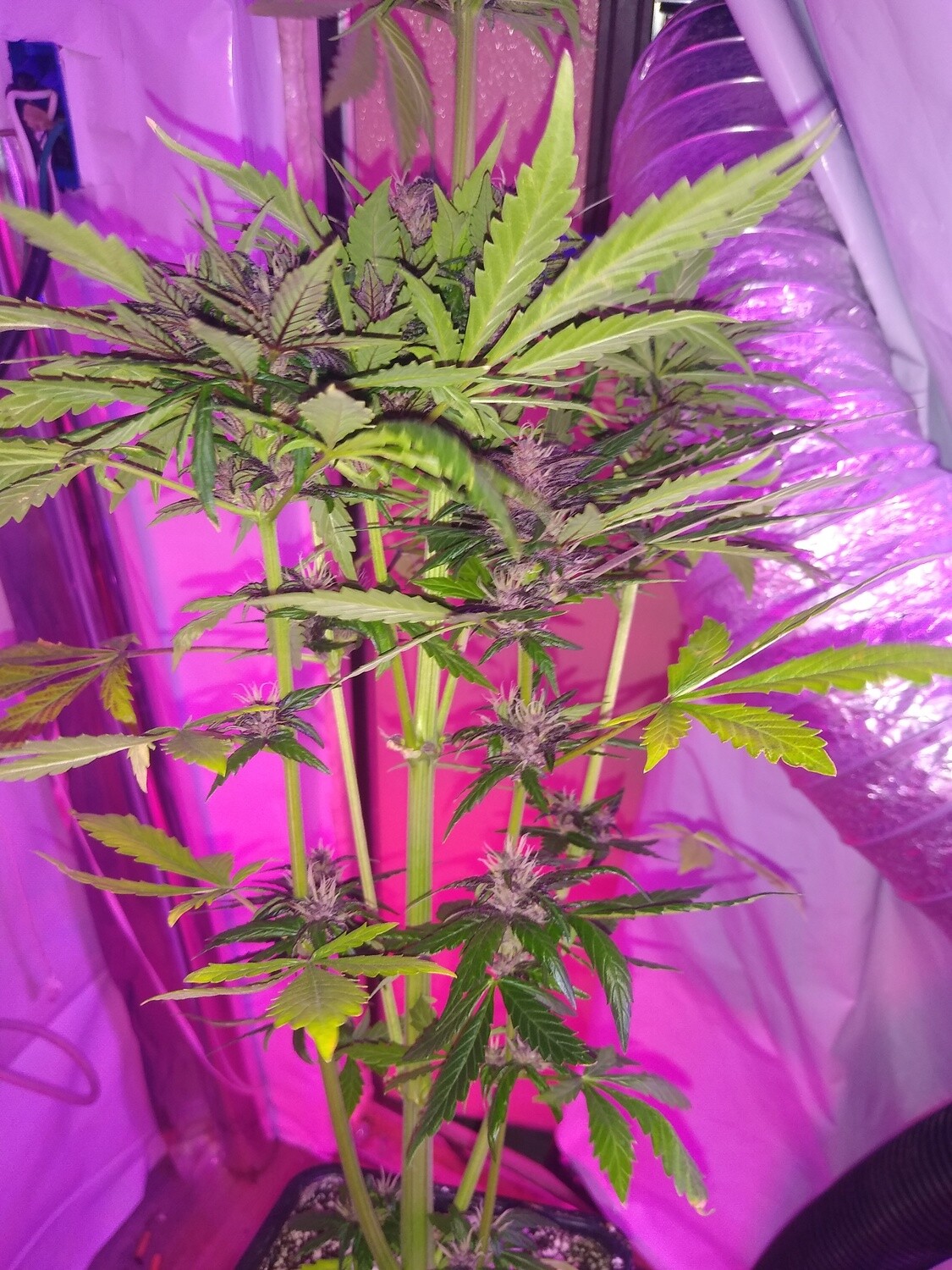 Critical Banger x Gruntz f1 Autoflower 10 Pack