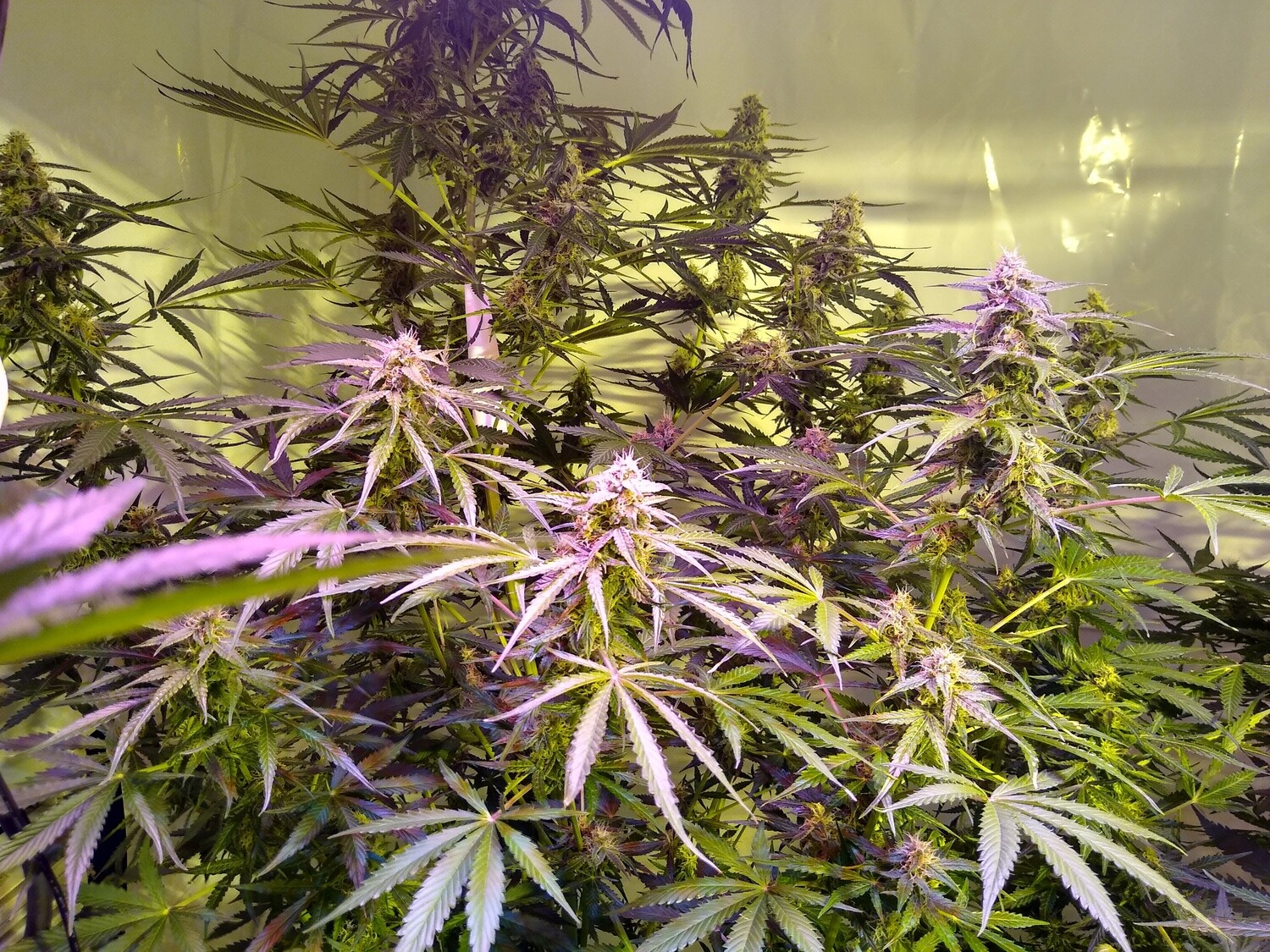 ChaoticGeneticz Seed Breeder Bundle Collection 60 seeds &quot;All Strains On Site&quot;