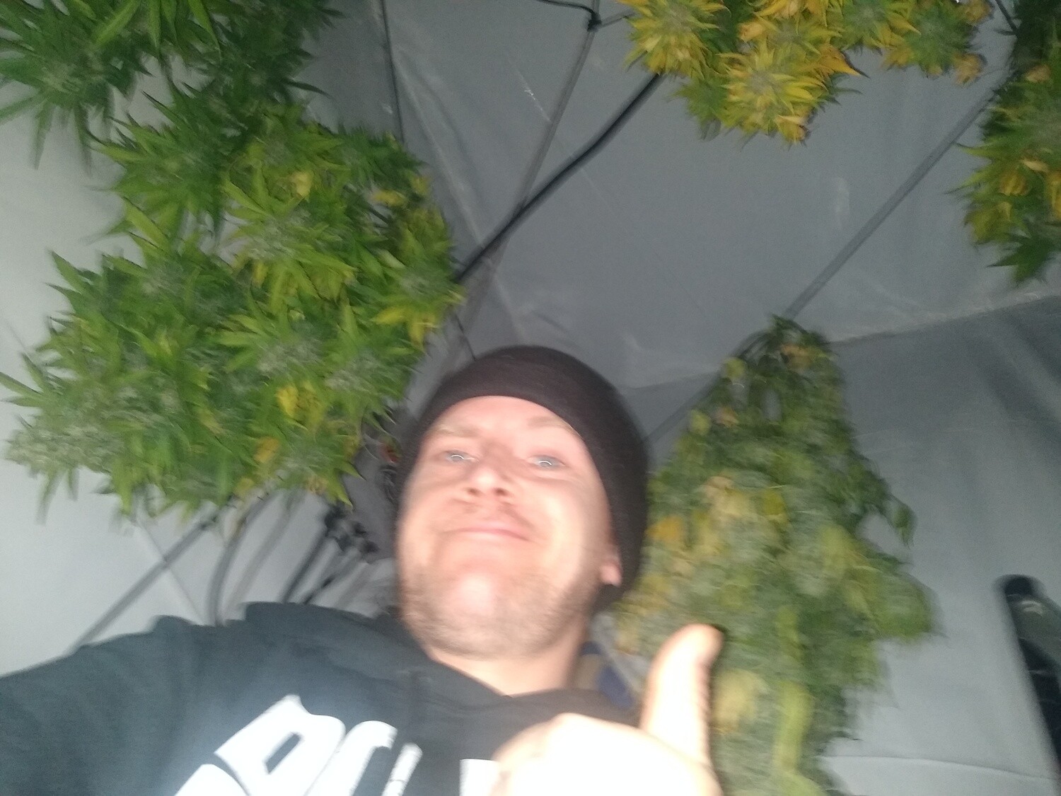 ChaoticGeneticz Seed Breeder Bundle Collection 60 seeds &quot;All Strains On Site&quot;