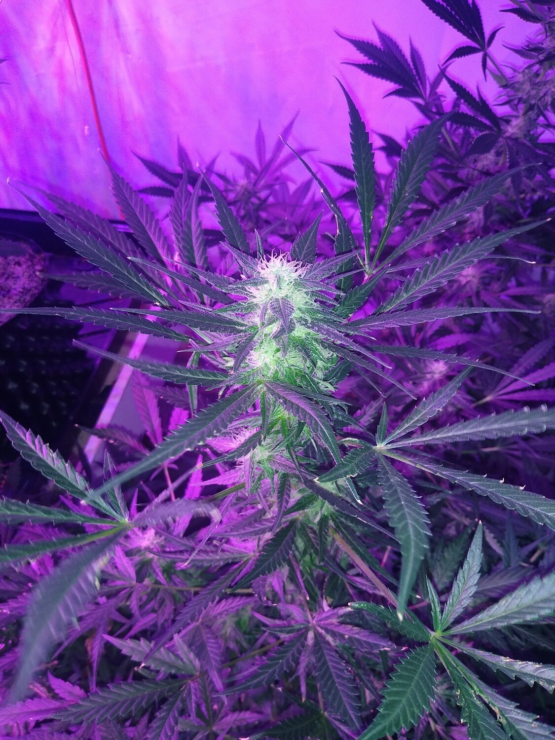 ChaoticGeneticz Seed Breeder Bundle Collection 60 seeds &quot;All Strains On Site&quot;