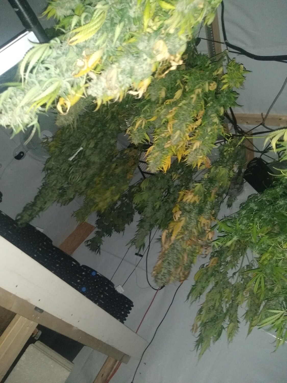 ChaoticGeneticz Seed Breeder Bundle Collection 60 seeds &quot;All Strains On Site&quot;