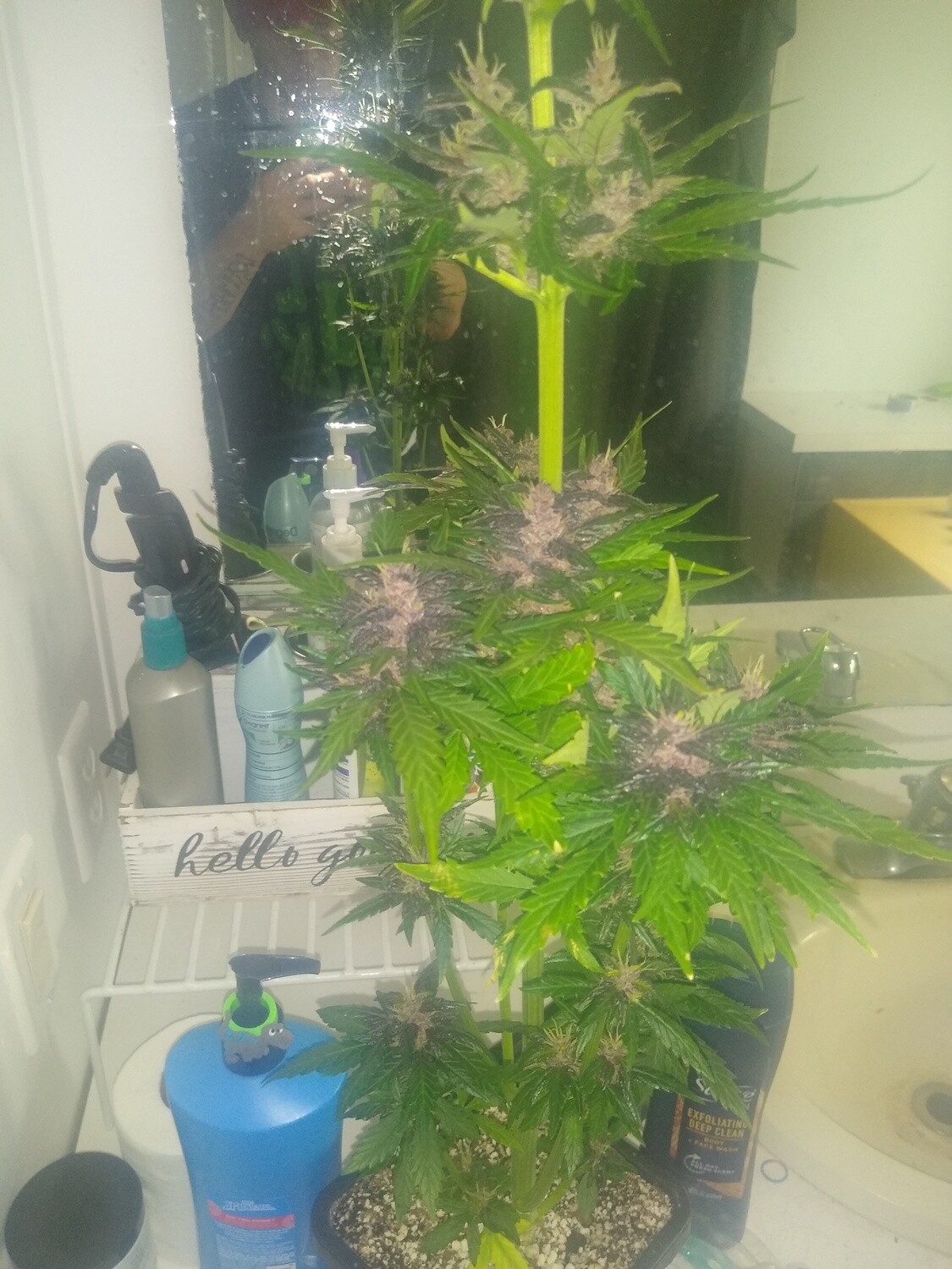 ChaoticGeneticz Seed Breeder Bundle Collection 60 seeds &quot;All Strains On Site&quot;
