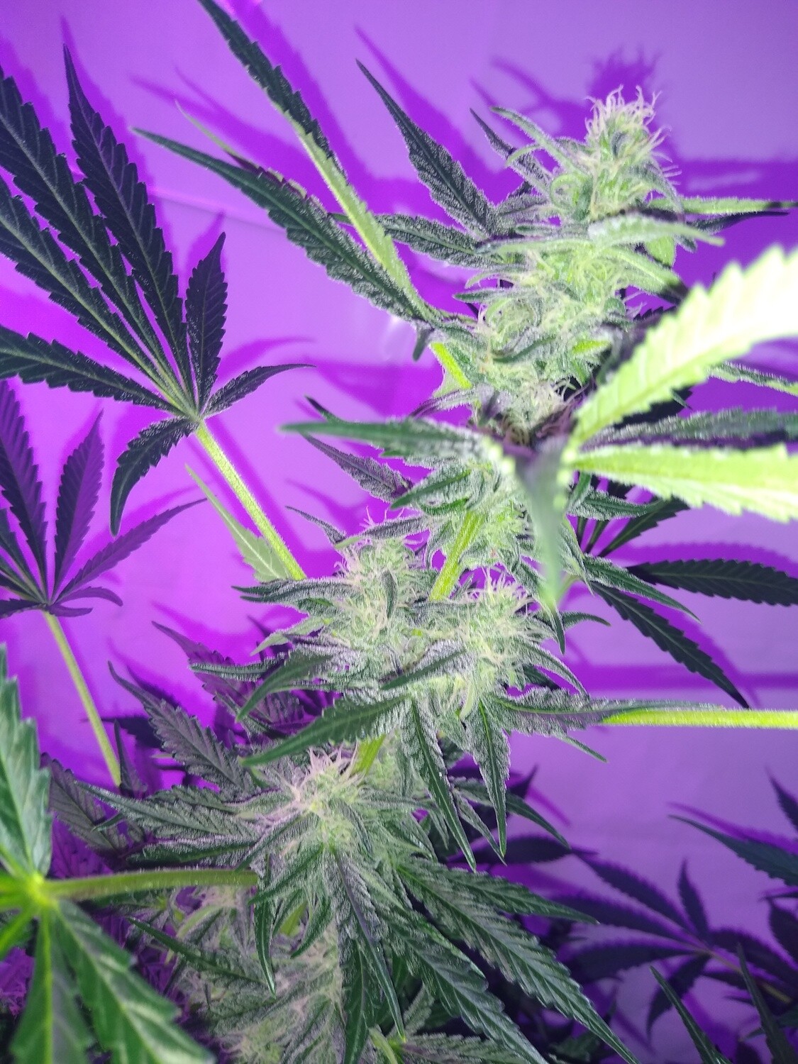 ChaoticGeneticz Seed Breeder Bundle Collection 60 seeds &quot;All Strains On Site&quot;