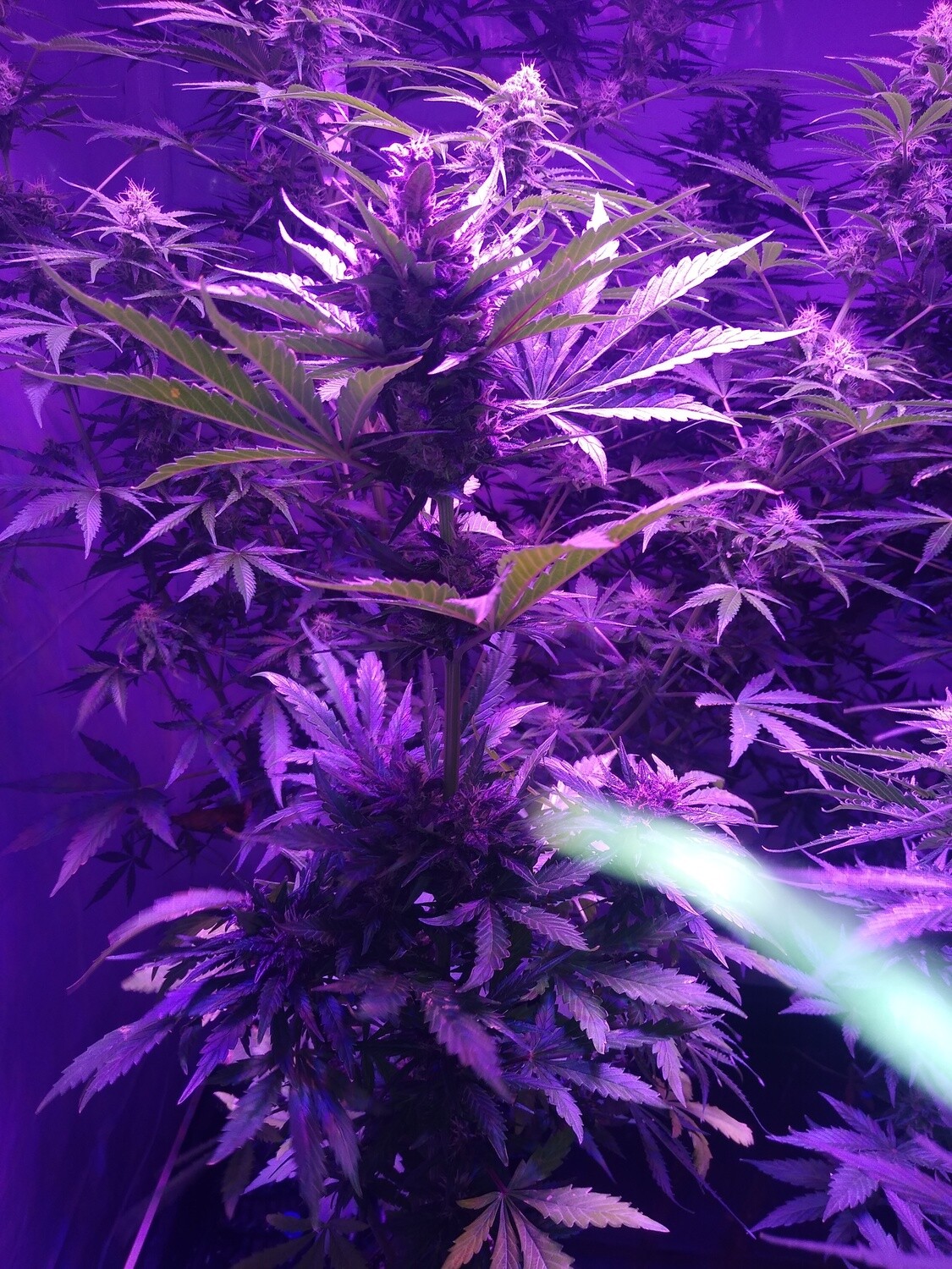 Critical Banger x Gruntz f1 Autoflower 10 Pack