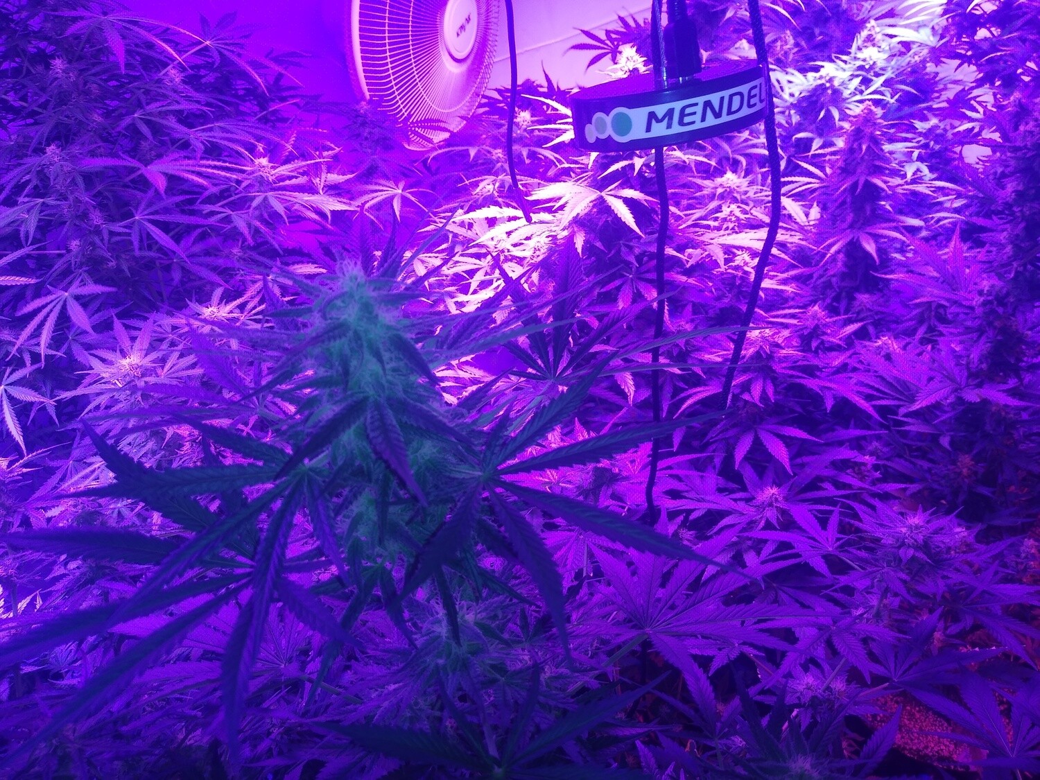 ChaoticGeneticz Seed Breeder Bundle Collection 60 seeds &quot;All Strains On Site&quot;