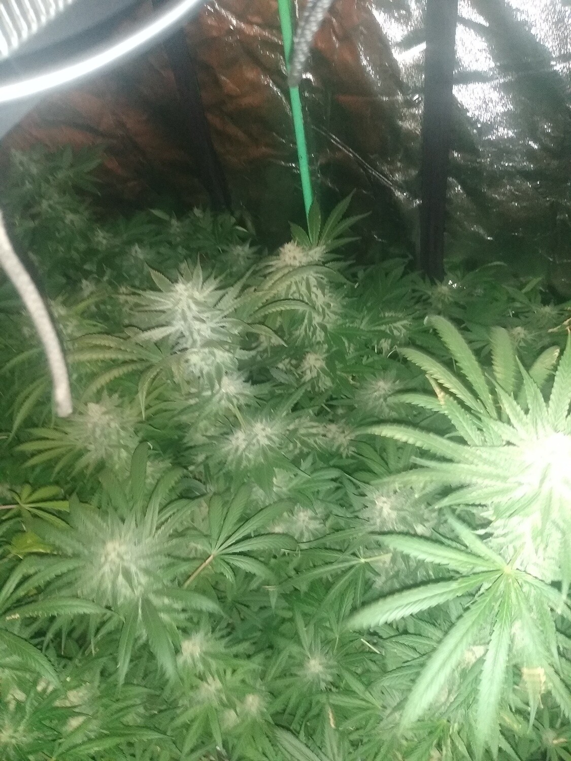 ChaoticGeneticz Seed Breeder Bundle Collection 60 seeds &quot;All Strains On Site&quot;