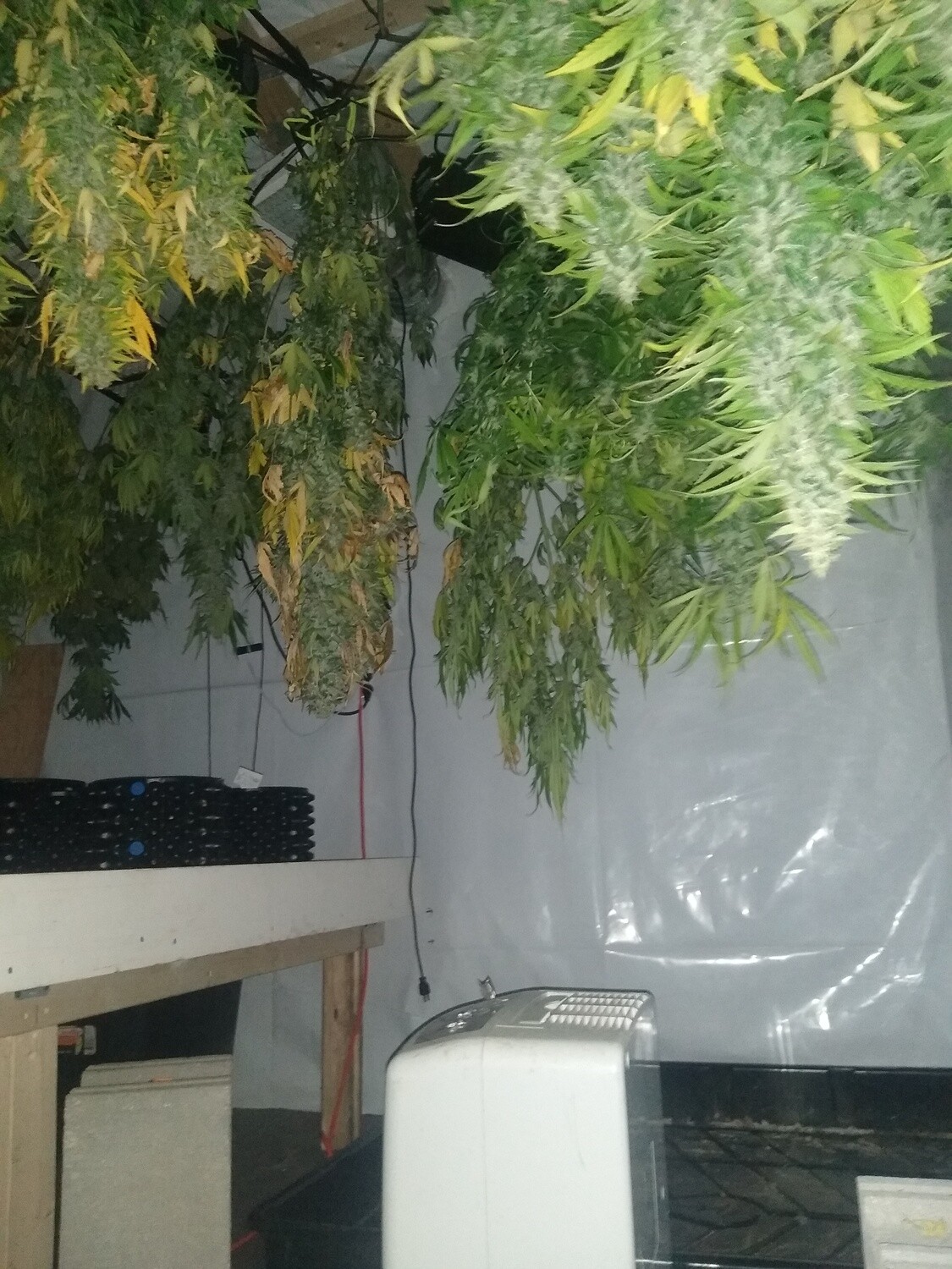 ChaoticGeneticz Seed Breeder Bundle Collection 60 seeds &quot;All Strains On Site&quot;
