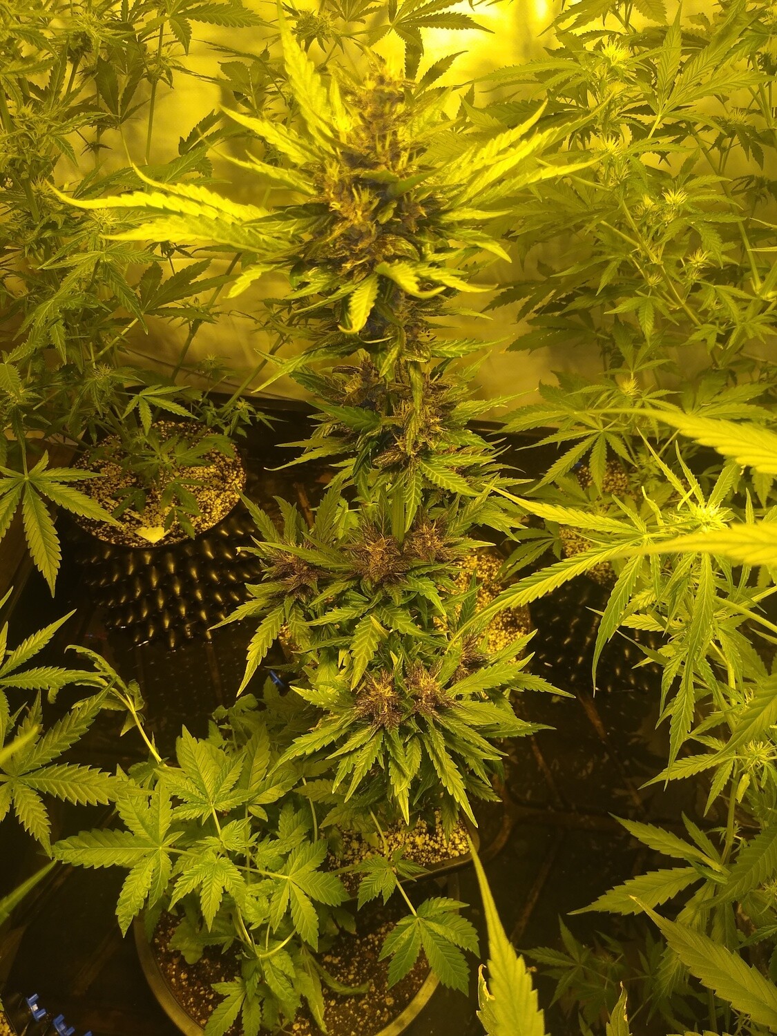 ChaoticGeneticz Seed Breeder Bundle Collection 60 seeds &quot;All Strains On Site&quot;